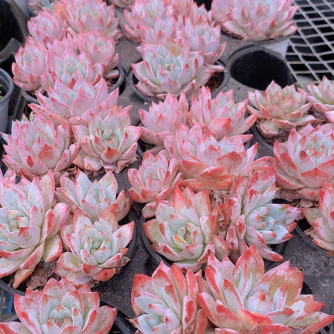 粉蓝鸟群3556788990”plp