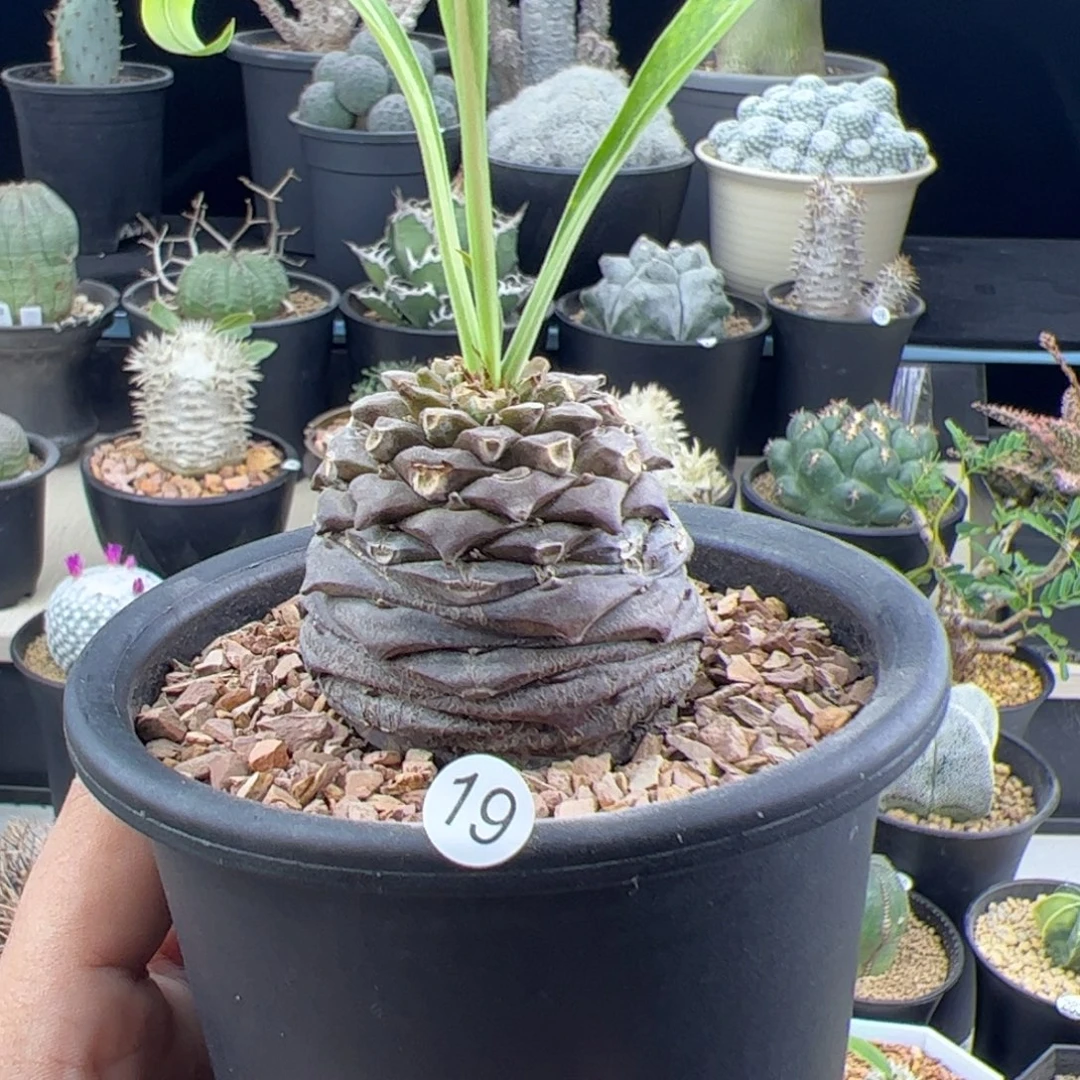 铁甲丸大戟一物一拍19