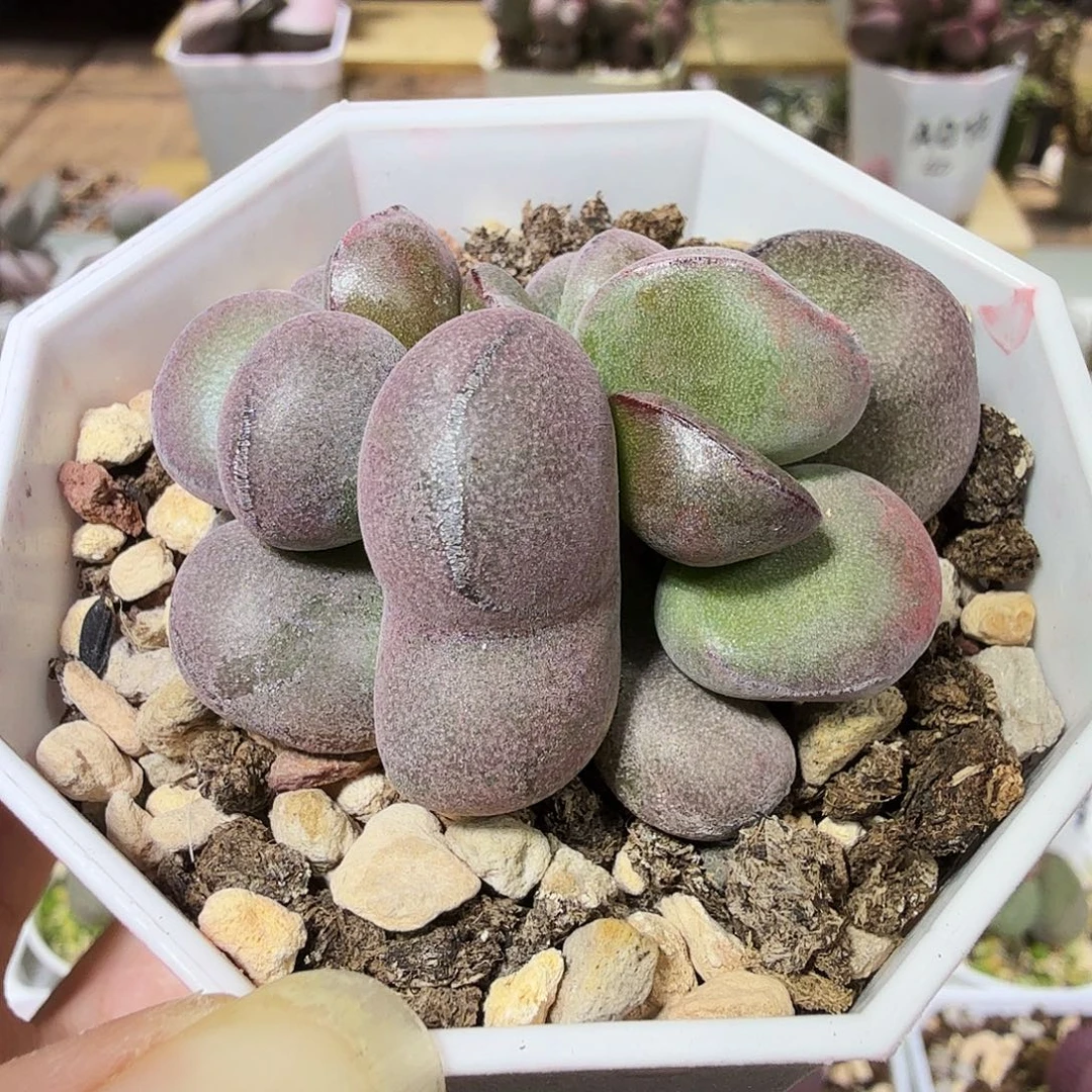 球球紫蛋水泡多肉植物