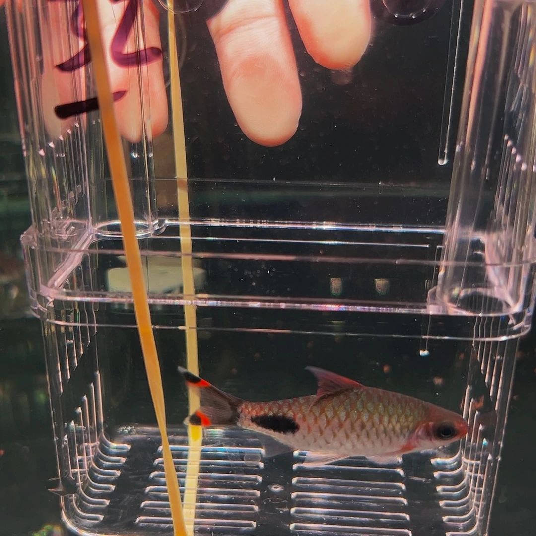 工具鱼黑影鱼鱼鱼鱼32