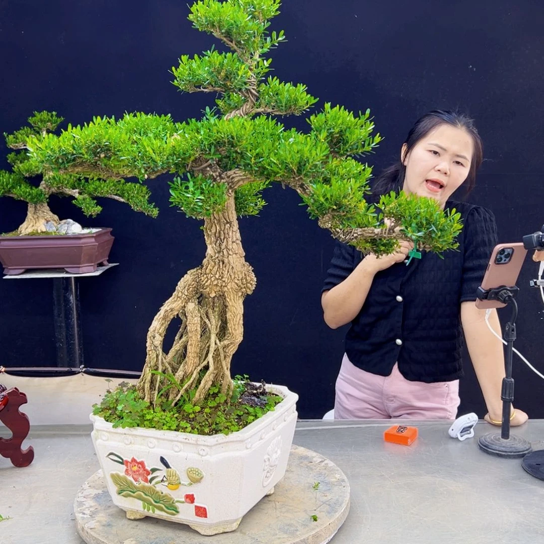 高端盆景艺术精品