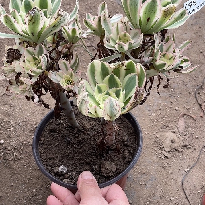 367保时捷多肉植物法师