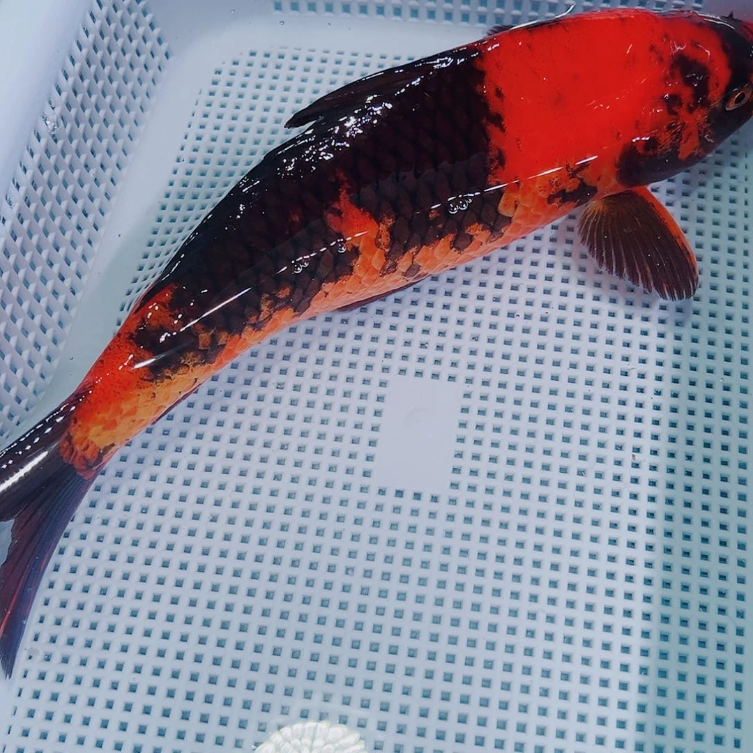 锦鲤锦鲤冷水鱼观赏104