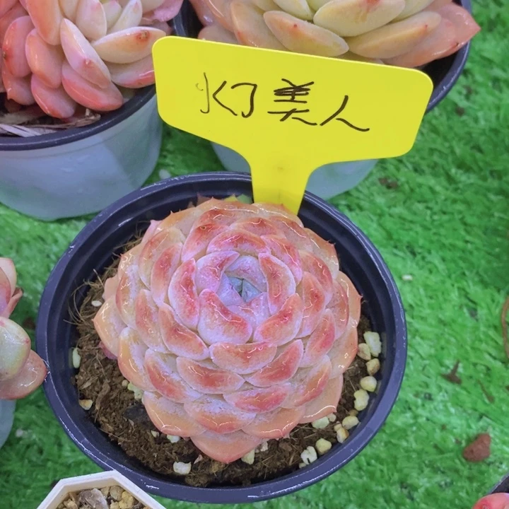 哲*子多肉植物，开心多肉