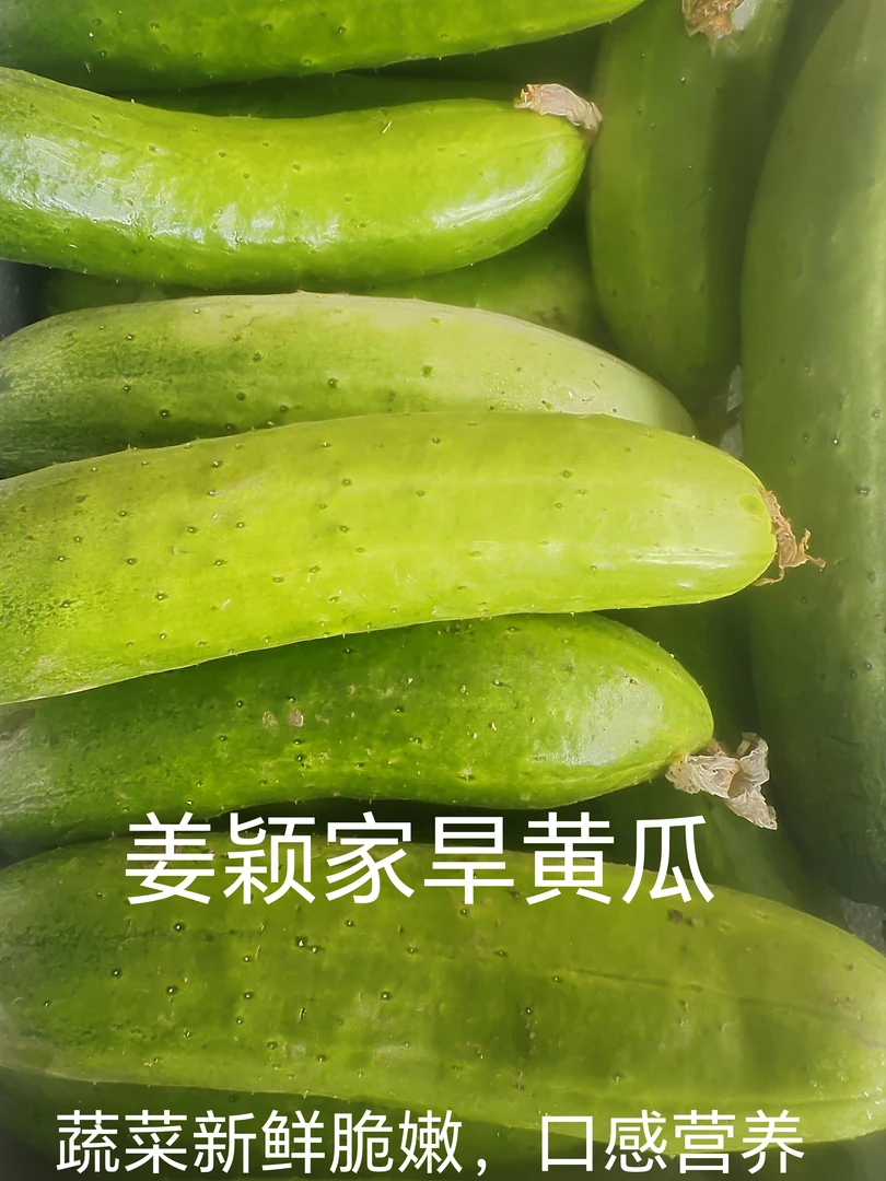 顺丰包邮农家旱黄瓜，新鲜清脆，口感微甜，太好吃了