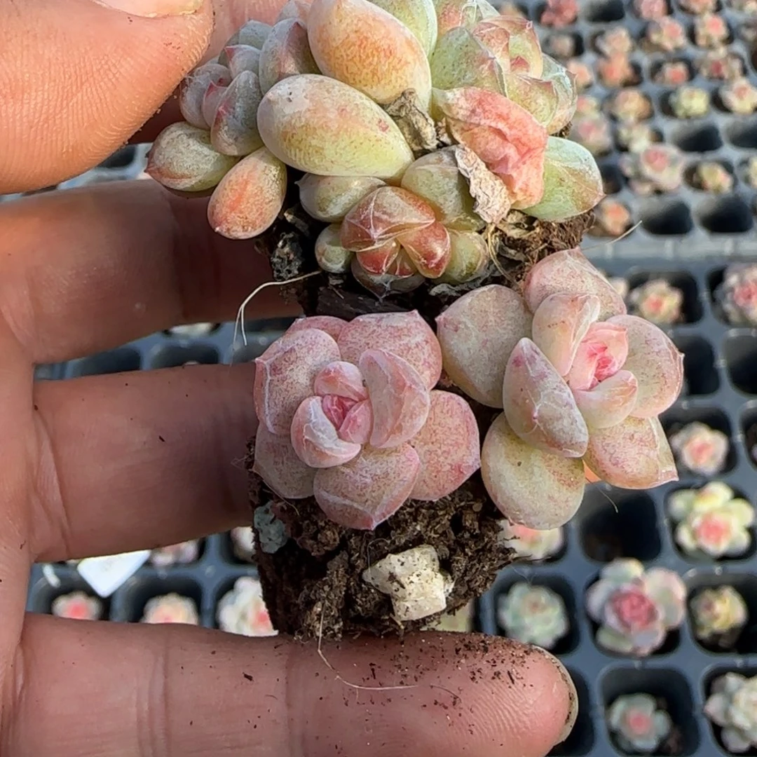 小卡拉米糖心一物一拍
