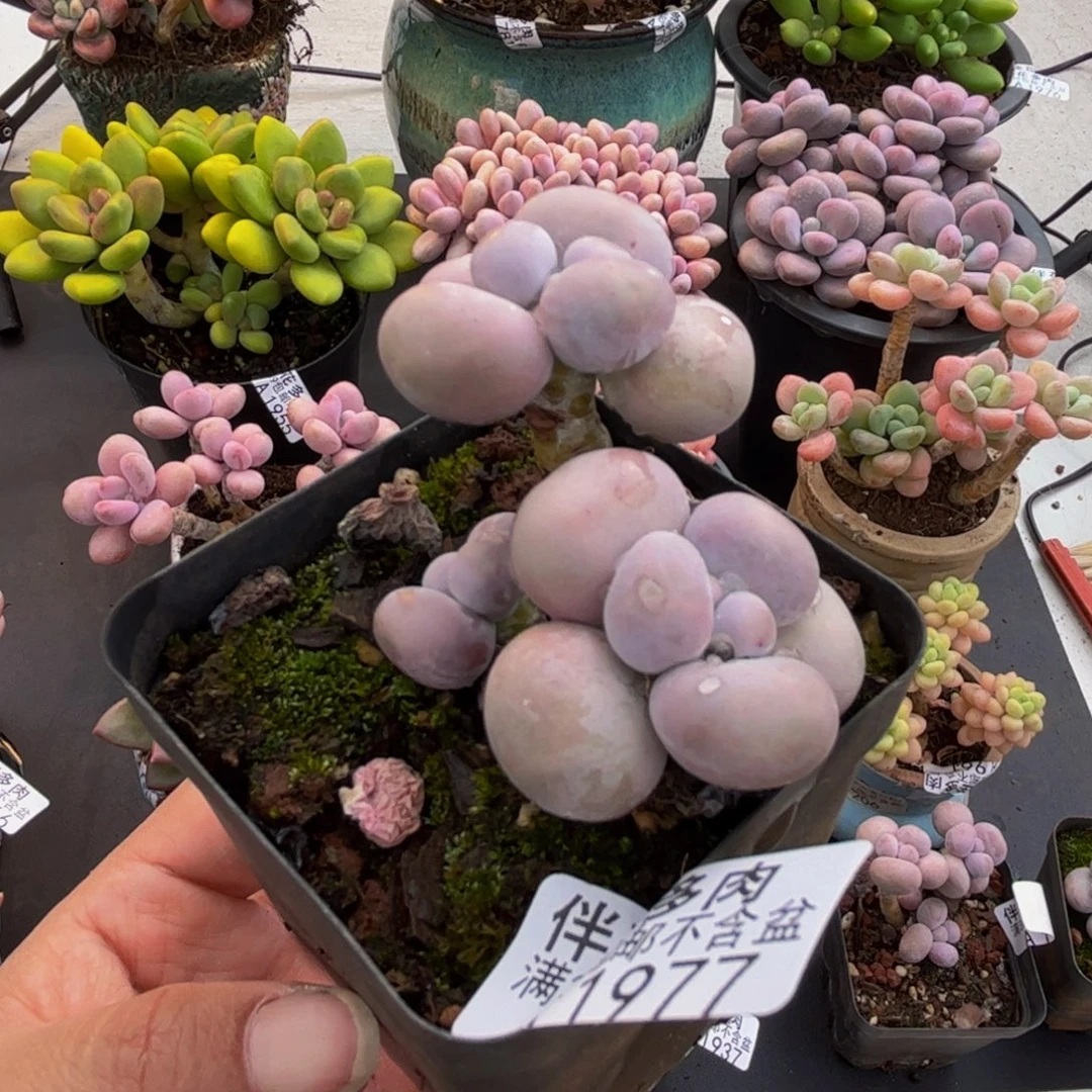 1977芭比奶酪5cm多肉