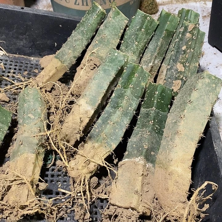 袖铺柱底座子瑕疵十公分高有根三根
