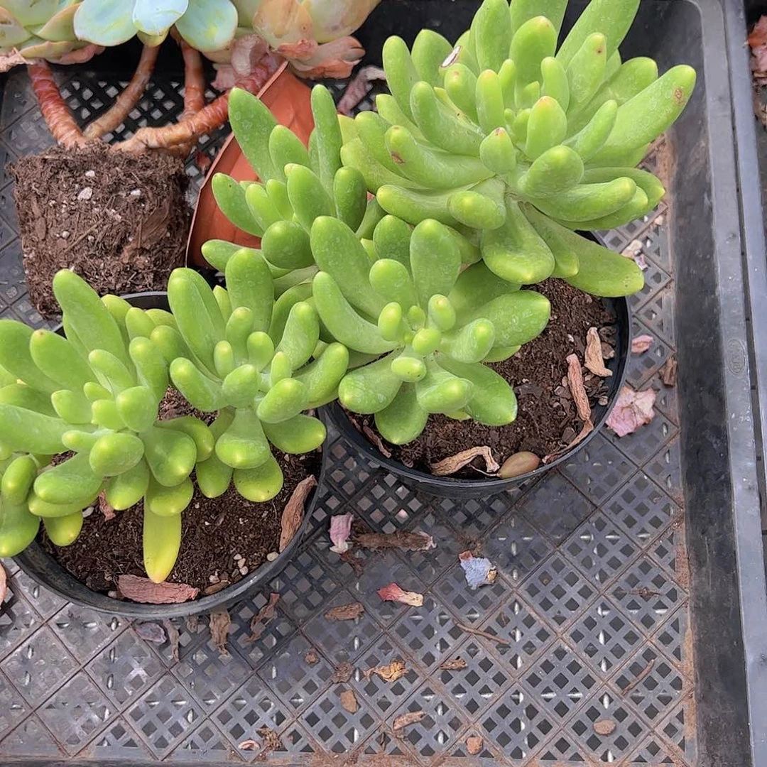 金蟾三头起发大盆老桩贵货