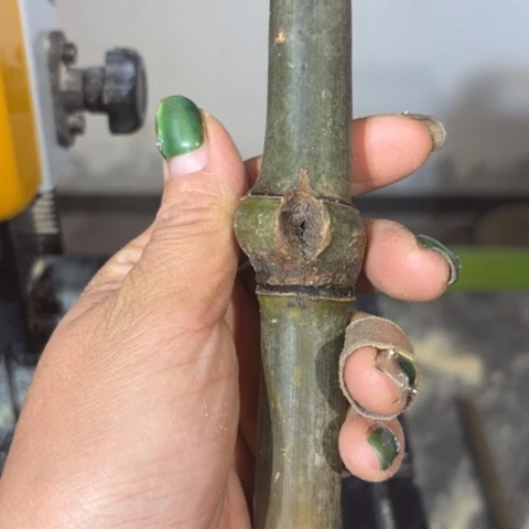 竹围*实心竹竹竹竹竹竹竹竹