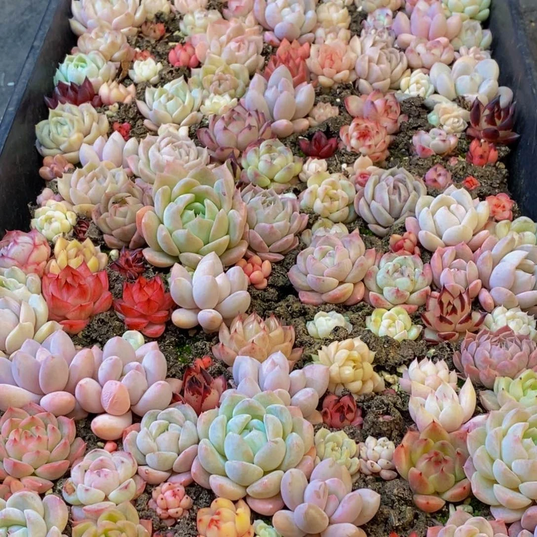 588多肉植物保护研究所所长助理研究员