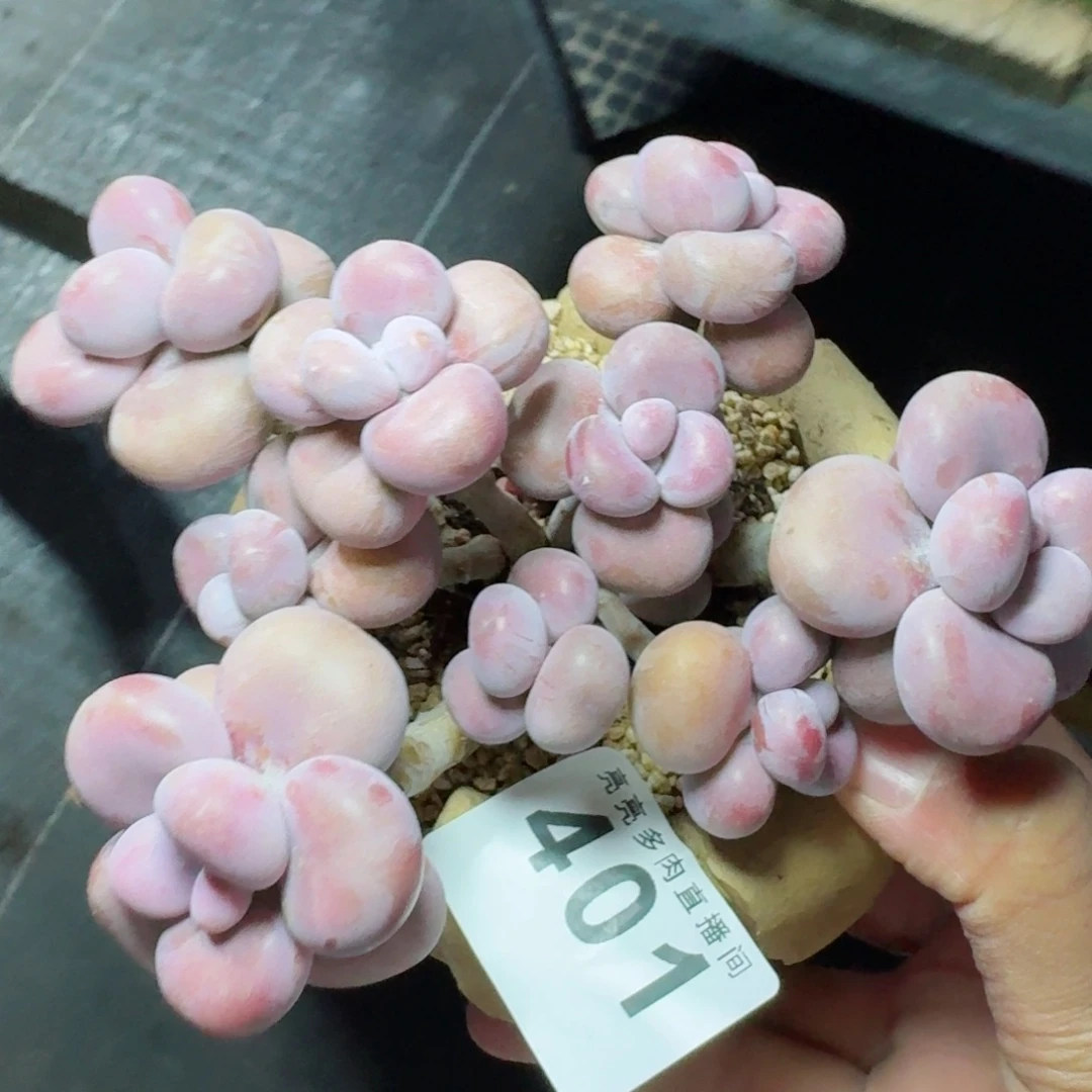 腰子蛋          摇身一变高富帅，一夜暴富动作快