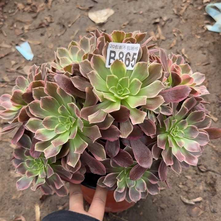 金丝缺……多肉植物……