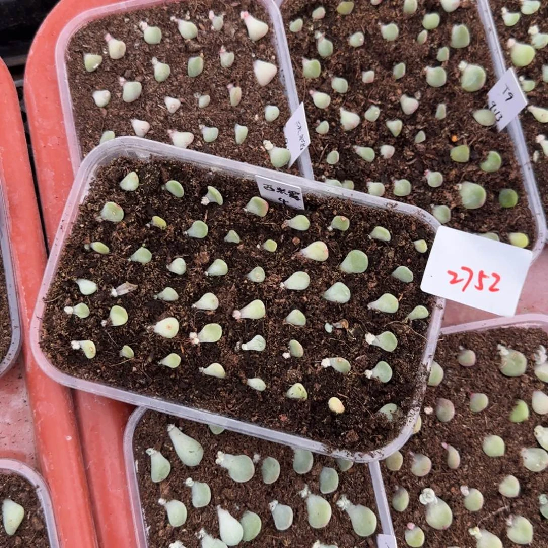 2752量20个满20包邮