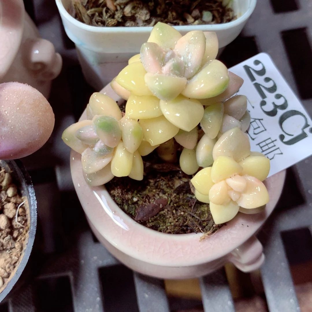 5厘米盆精控多肉223