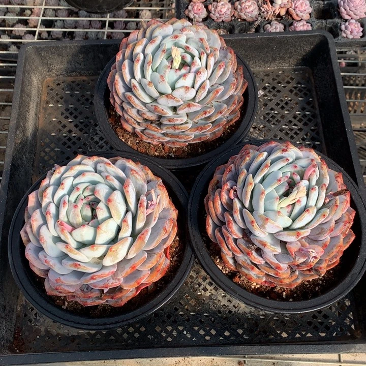 12549三个嗯嗯嗯嗯嗯加油哦