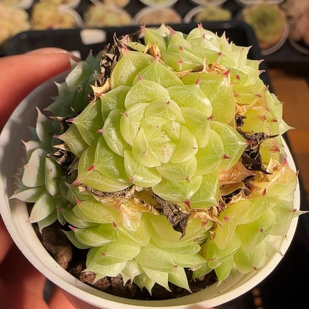 1120-------207麦秆群