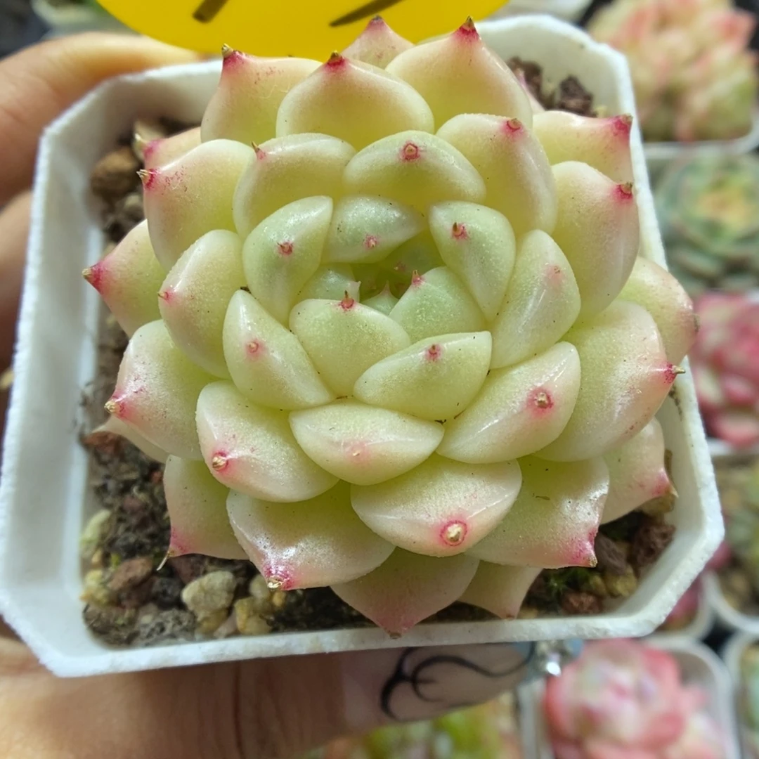 珠光麦秆可拍303号