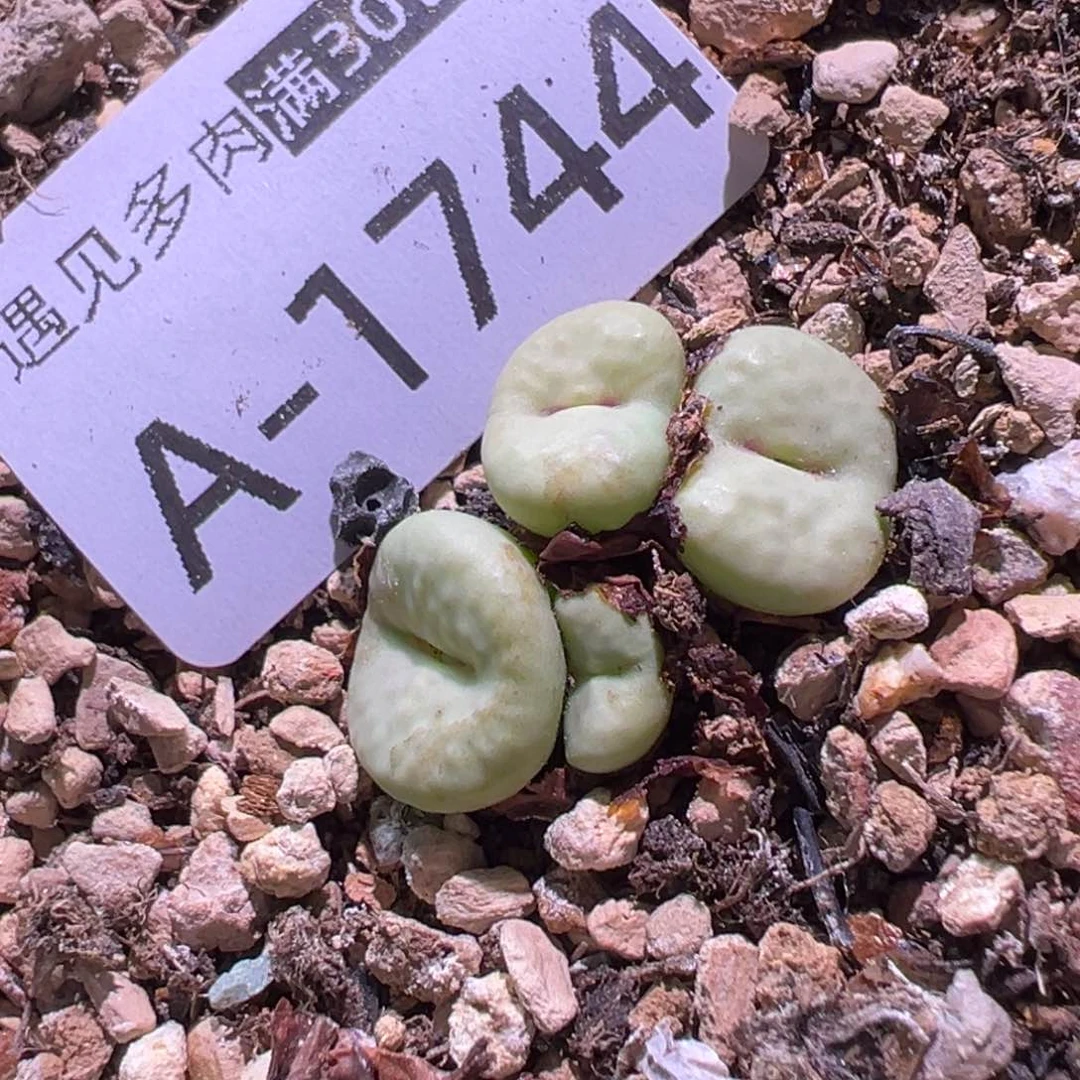 多肉植物1111111111111111