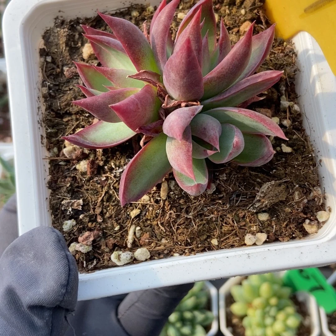 1941惊鸿仙子多肉植物时有