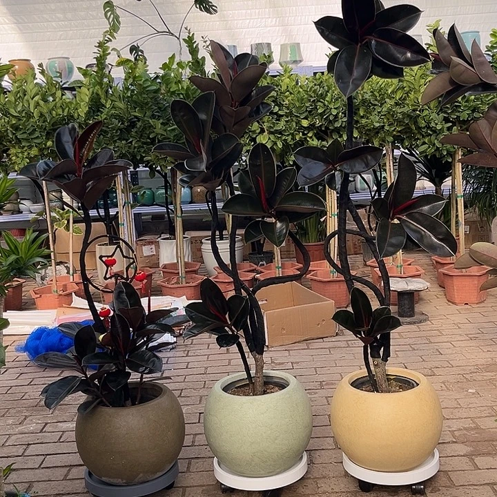 完全开放花陶园艺黑金刚橡皮树