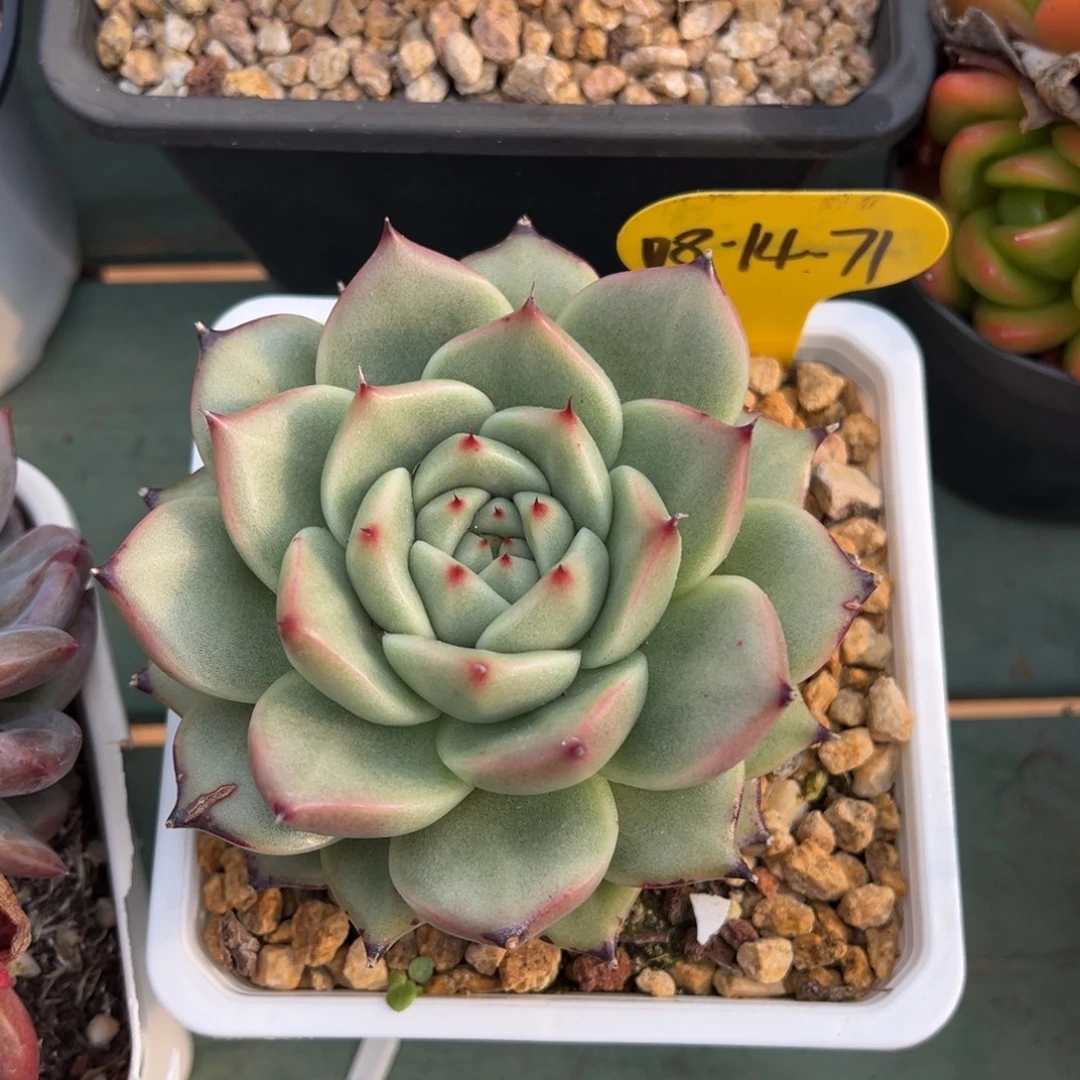 08-14-71单头东云多肉植物