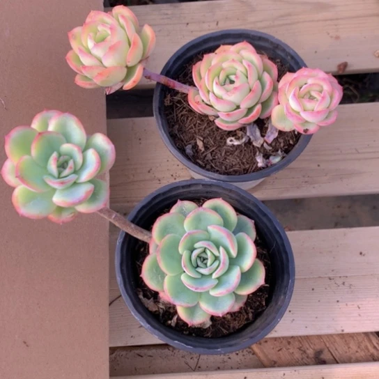 冰*晨露多肉254555422874