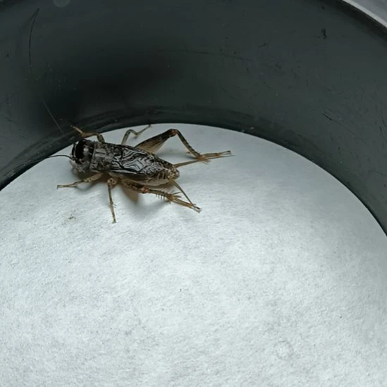 天津雷霆份房精品蛐蛐