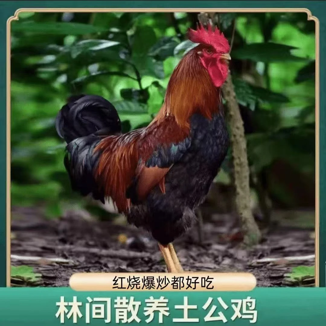 散养黄爪大公鸡 林间溜达鸡杀好肉质紧实带内脏 顺丰包邮