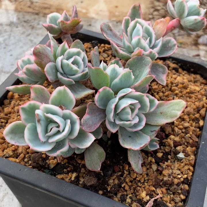 设***柯伯克利锦锦上园艺一物一拍