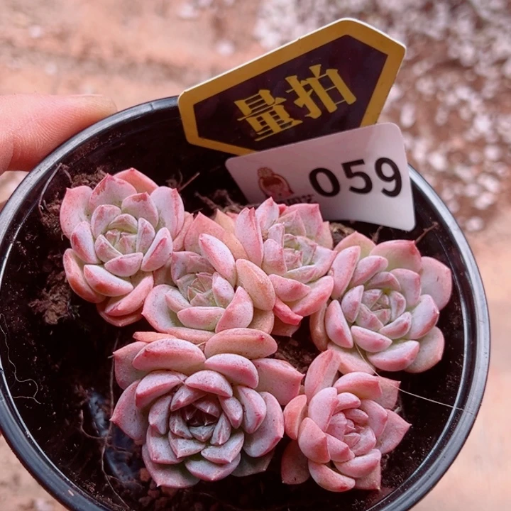 多肉植物多肉植物