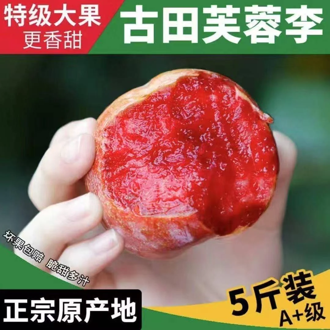 （顺丰次日达）福建古田红心李新鲜水果现摘现发酸脆嫩孕妇水果净重5斤特大果包邮同城送福建省