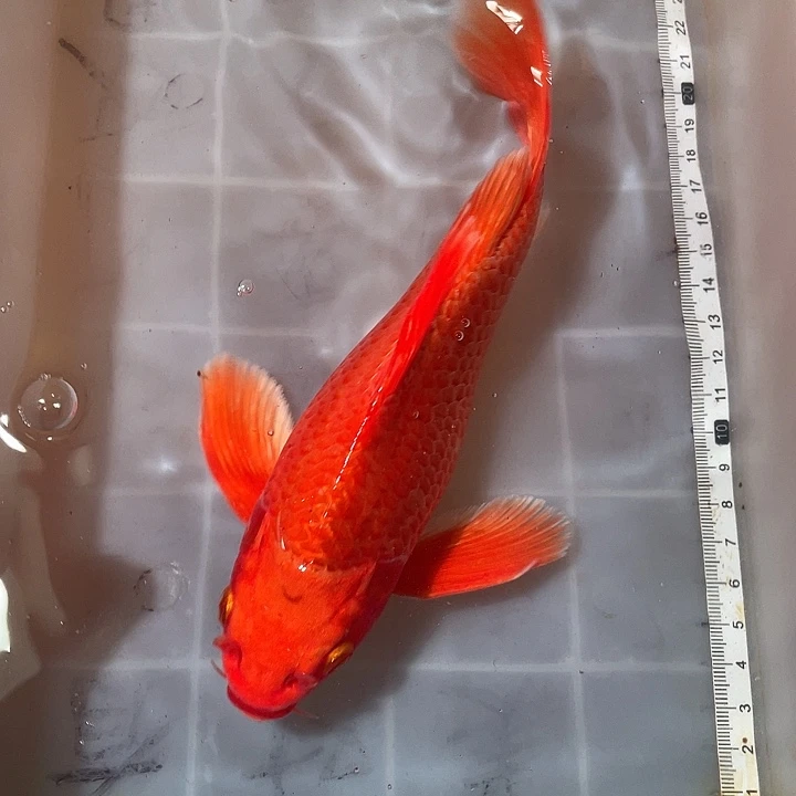 蝴蝶鲤鱼渔场直发60