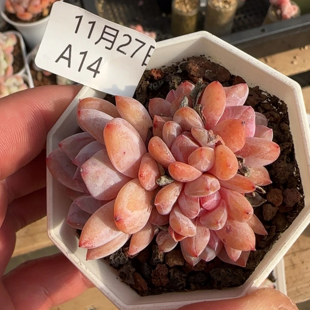 雪天使一颗脱土发货