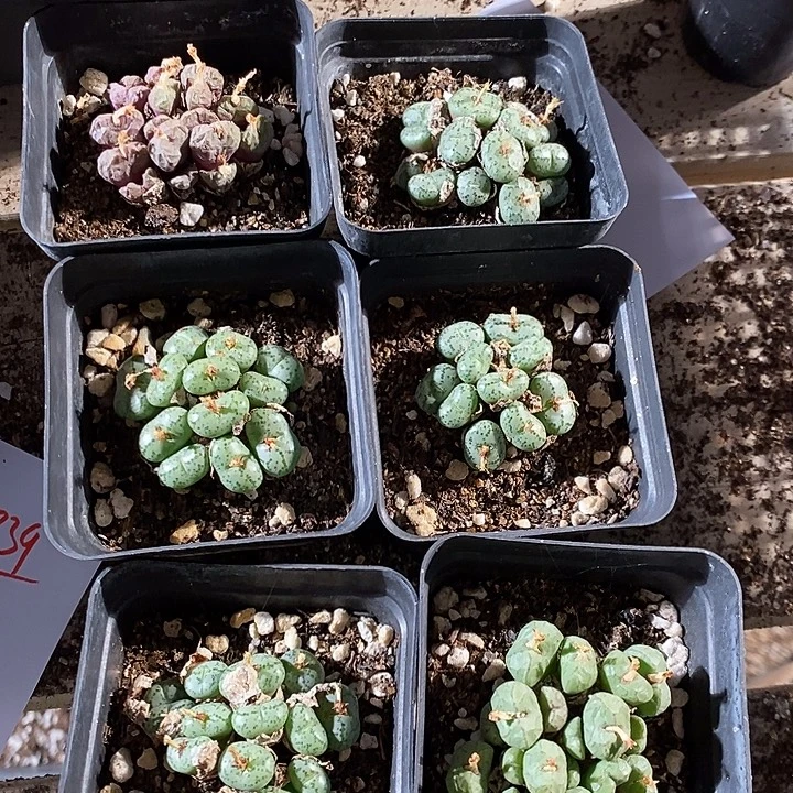 19340。 肉锥一盒。