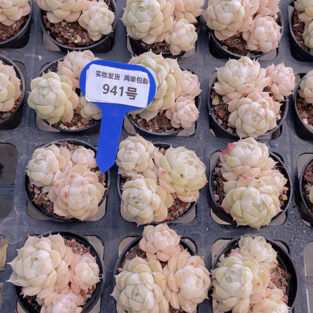 941号珍妮白麦秆群生一个不包整