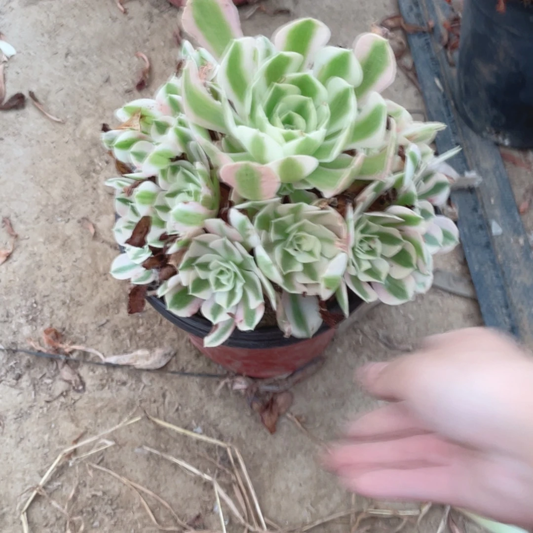 421分女法师多肉断枝不售后