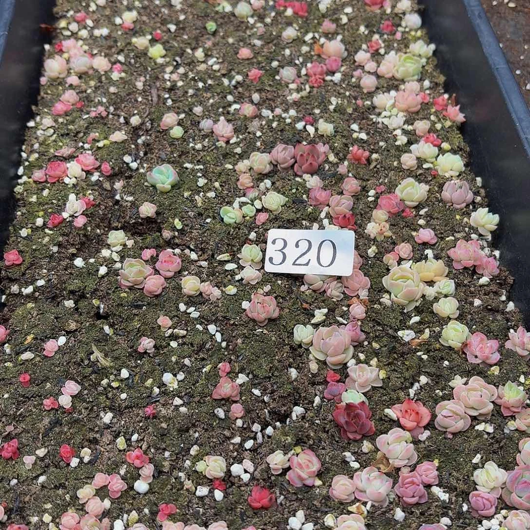 多肉植物多肉植物320