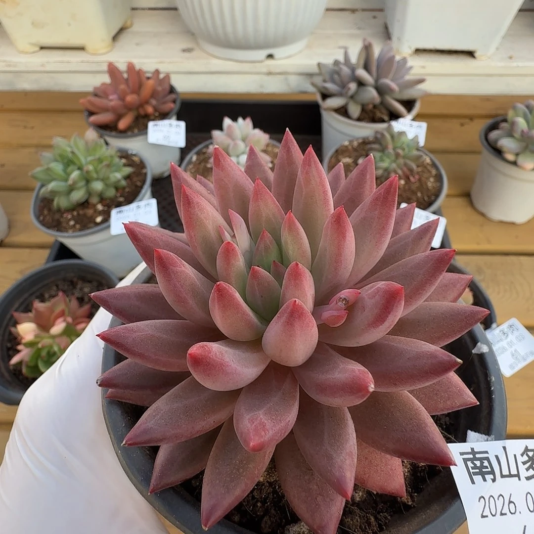 虞美人11110303-66