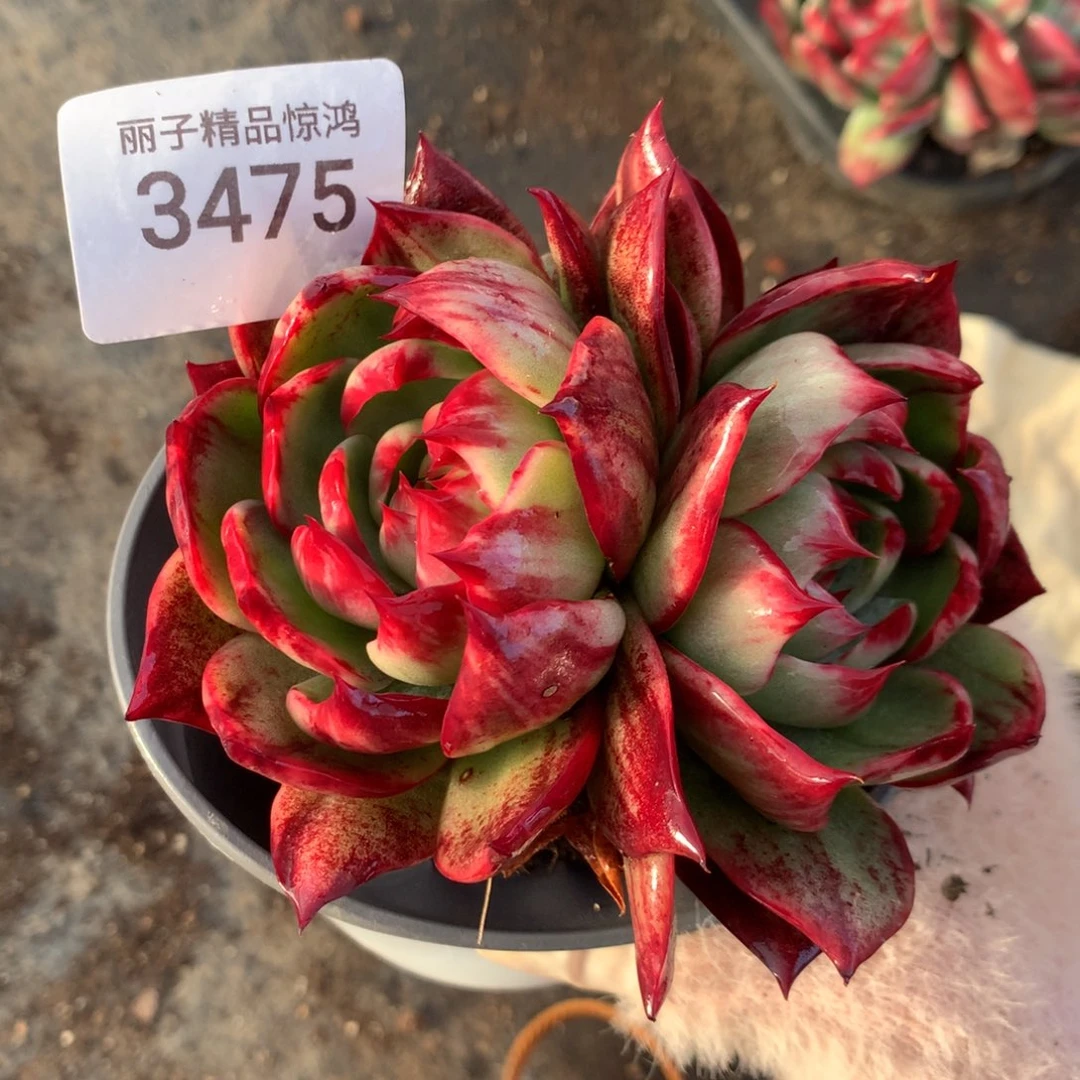 3475一物一拍12厘米