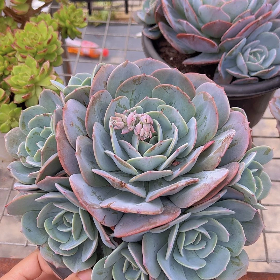 红粉台阁多头大盆群手捧