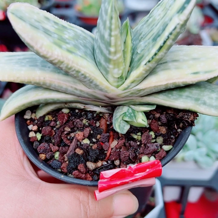 元宝锦多肉植物多肉植物