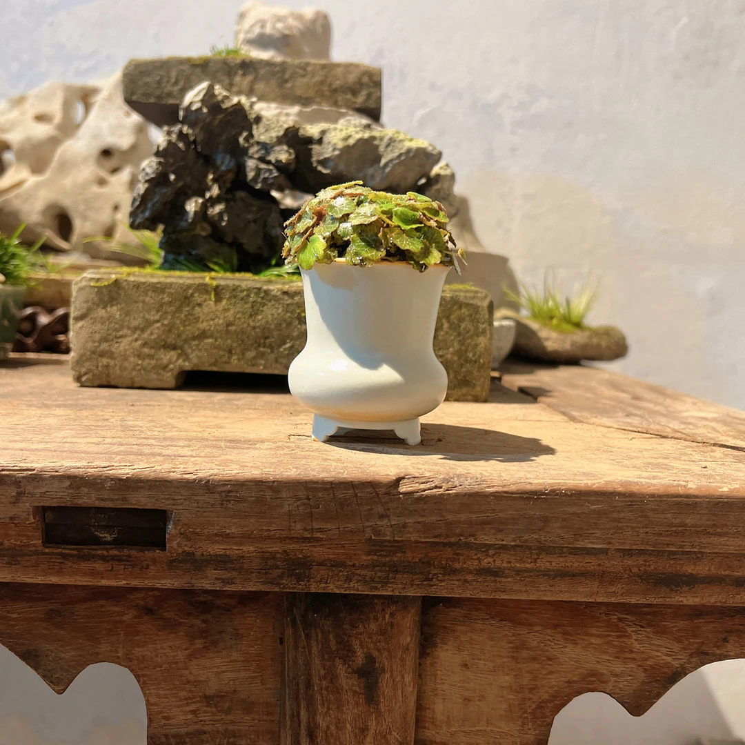 名称：素之。姬虎耳。尺寸5-6.5cm