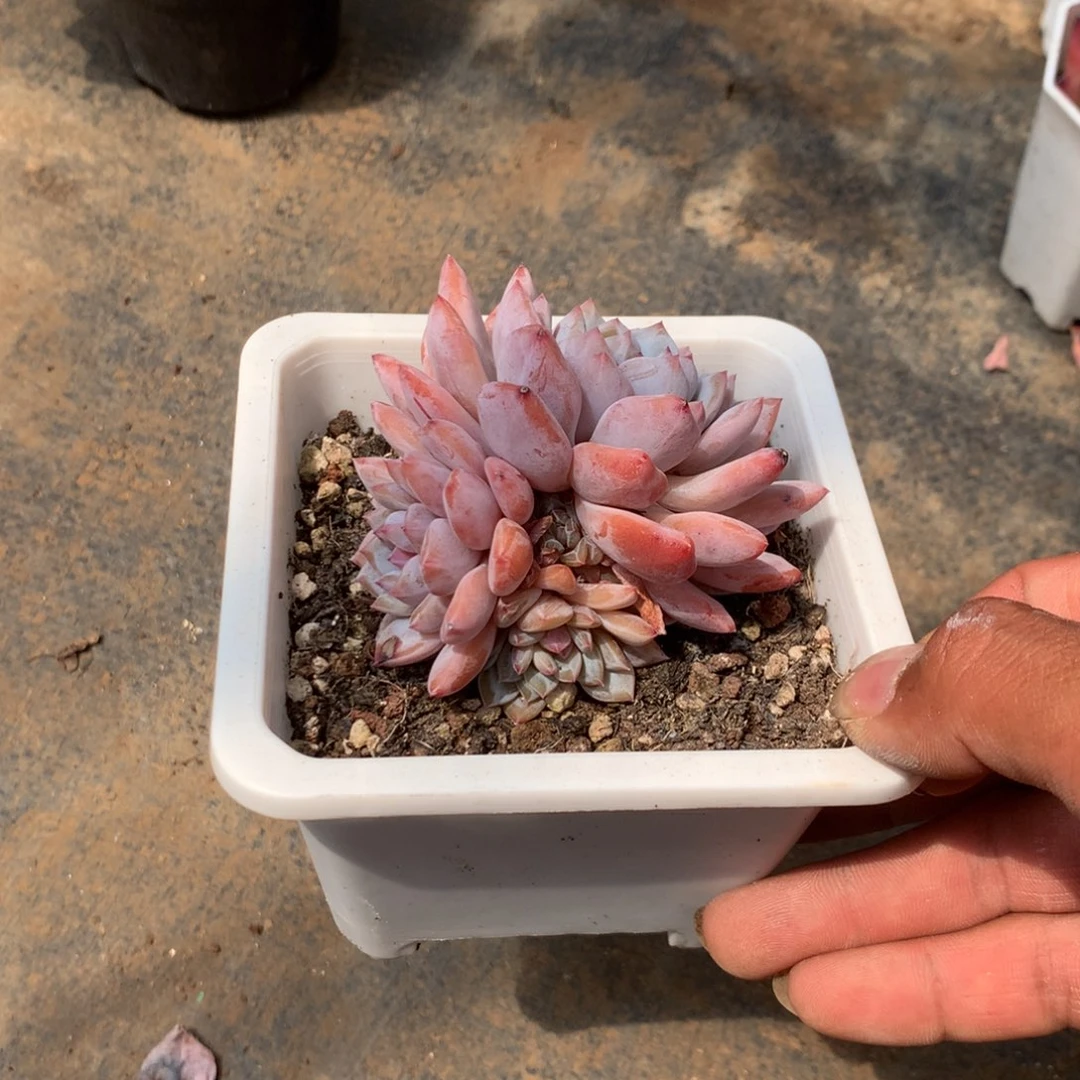 你要吃就去拿去咯你去