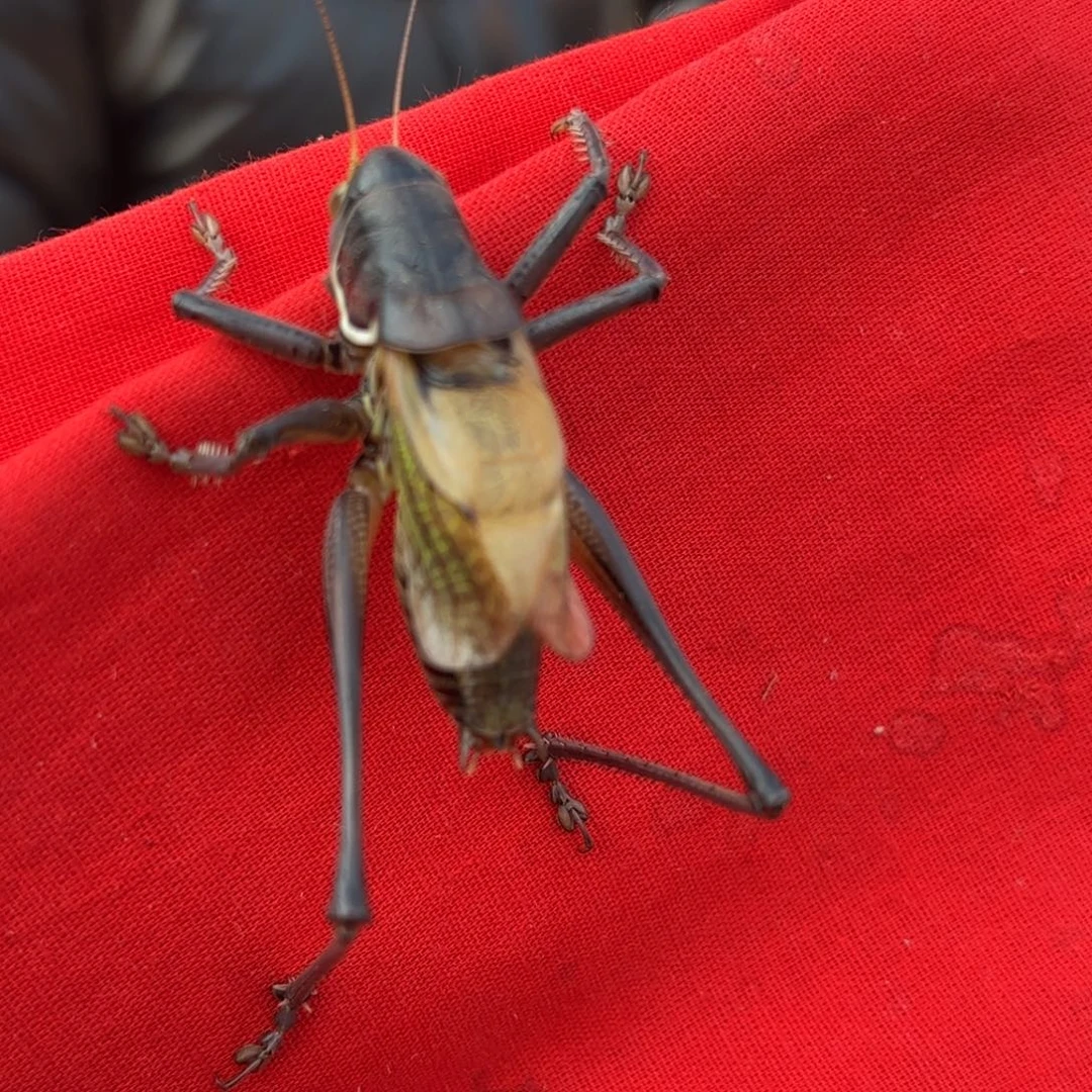 时***？蝈蝈蝈蝈福福价格