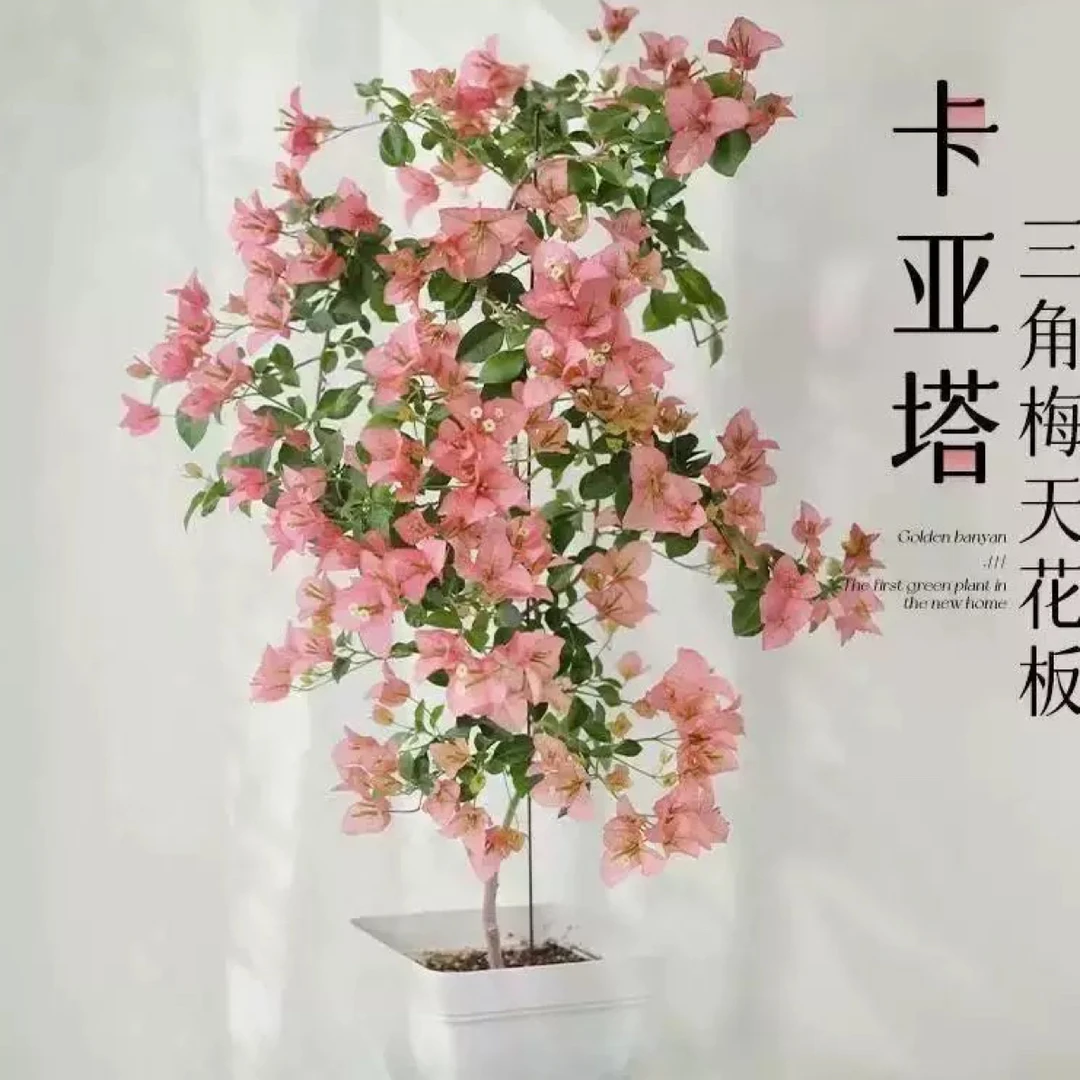 卡亚塔三角梅悬崖桩瀑布造型 途中会有落花落叶现象