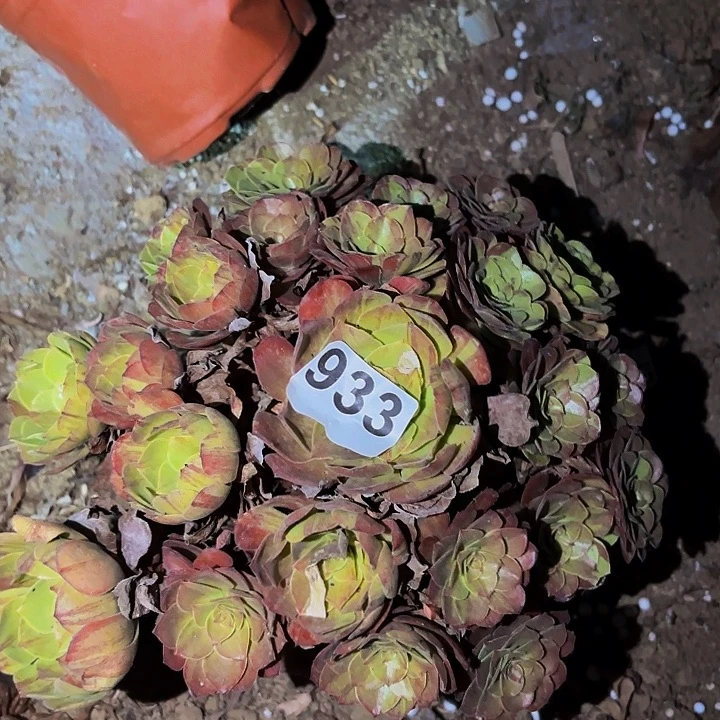 933花月夜多肉植物不售后