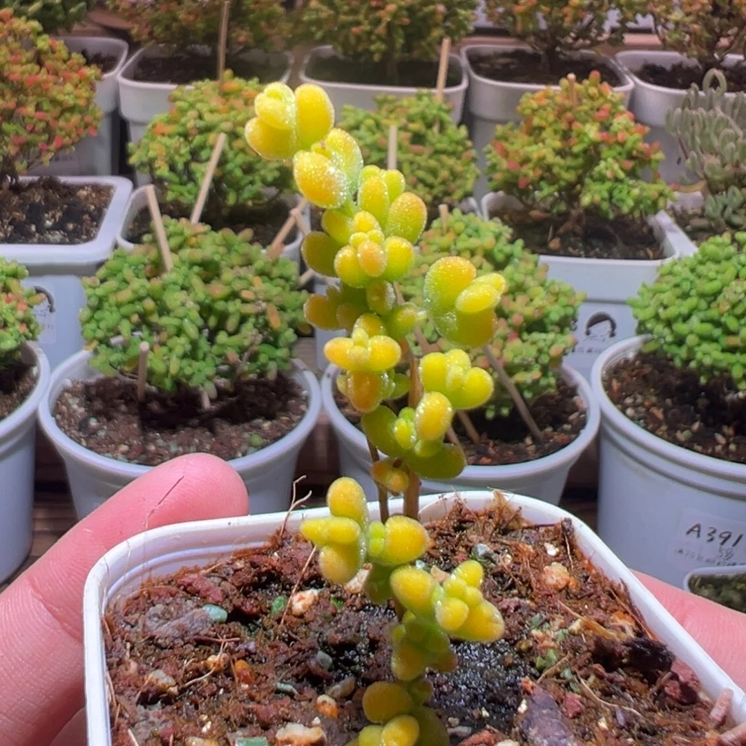 344莱斯锦一物一拍带盆土发货