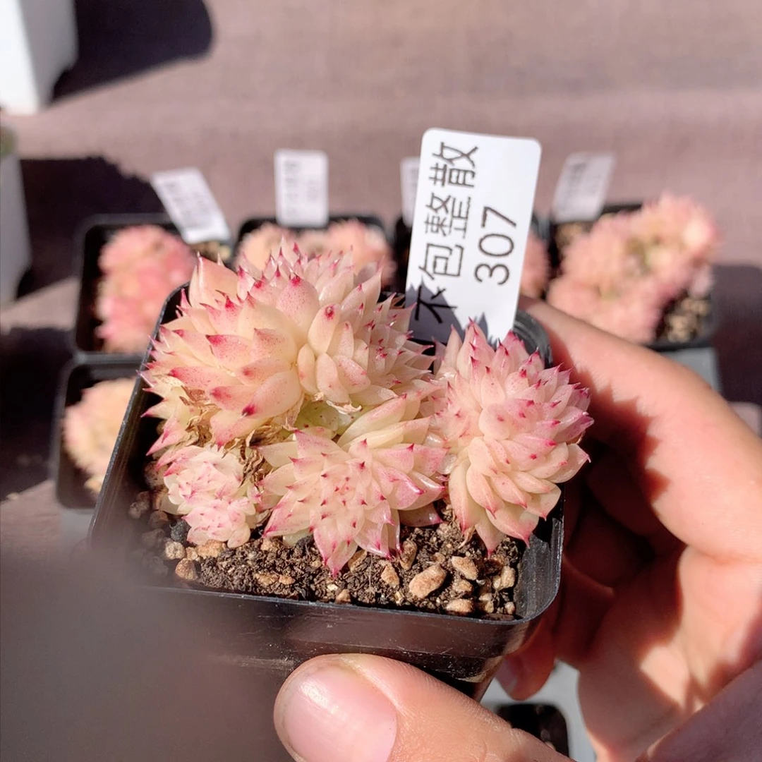 307麦秆群不包整散