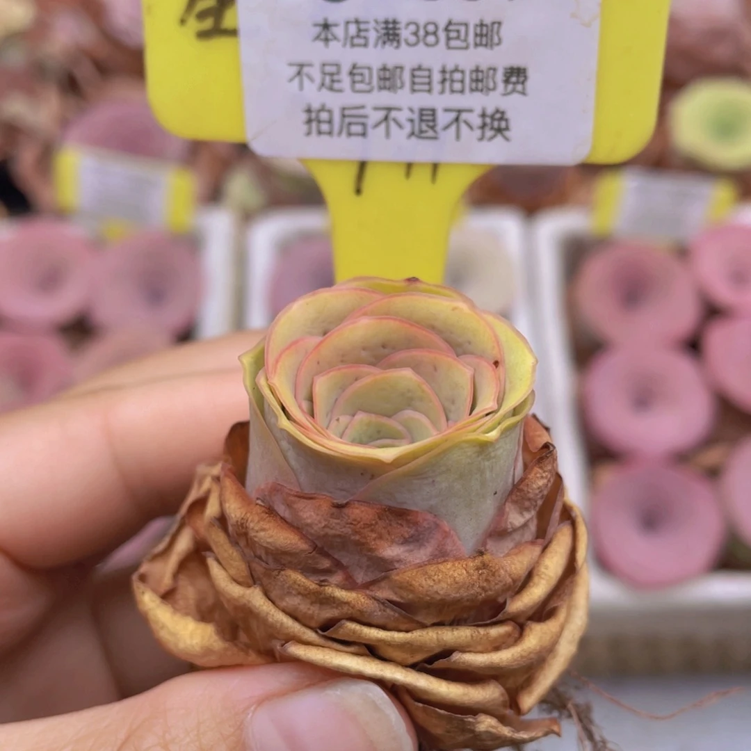 山地玫瑰C351满38包邮裸根发货